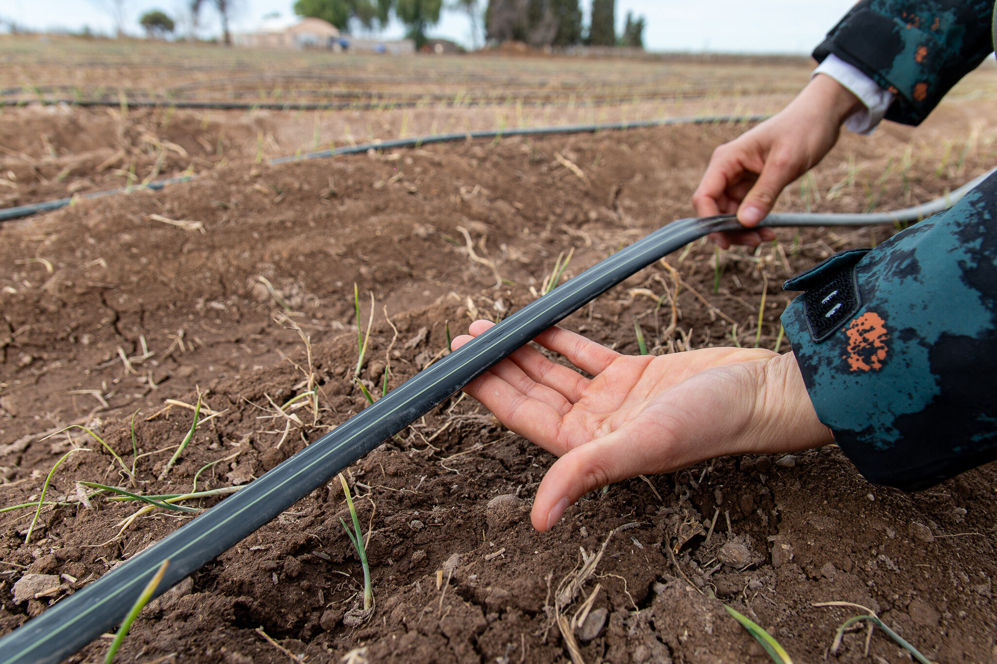 Manguera de riego por goteo junto al cultivo